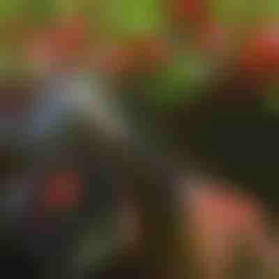 Tijeras para podar árboles | TREESNIP